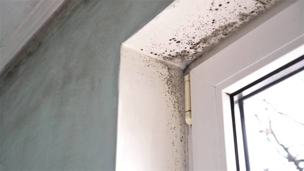 Best Kitchen Mold Remediation in Josephine, TX