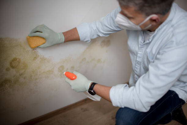 Reliable Josephine, TX Mold Remediation Solutions