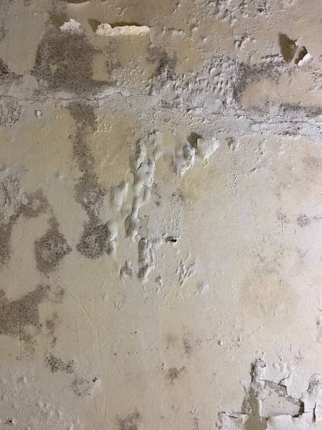 Best Post-Flood Mold Remediation in Josephine, TX