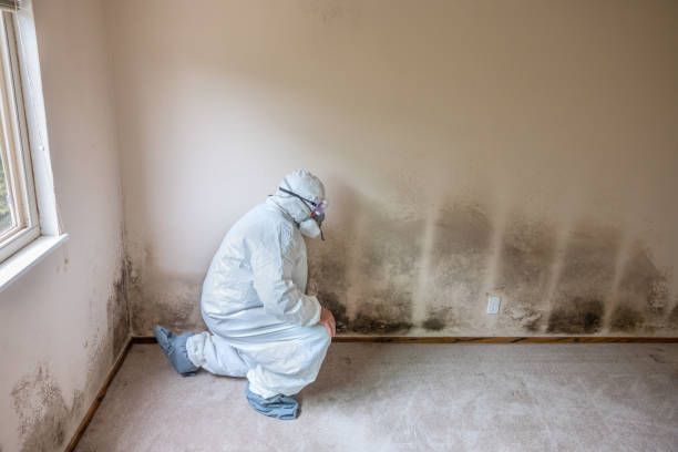 Best Emergency Mold Remediation in Josephine, TX