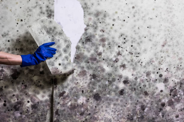Best HVAC Mold Remediation in Josephine, TX